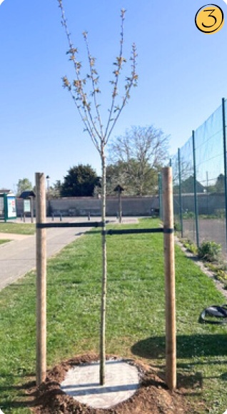 Plantation 40 arbres